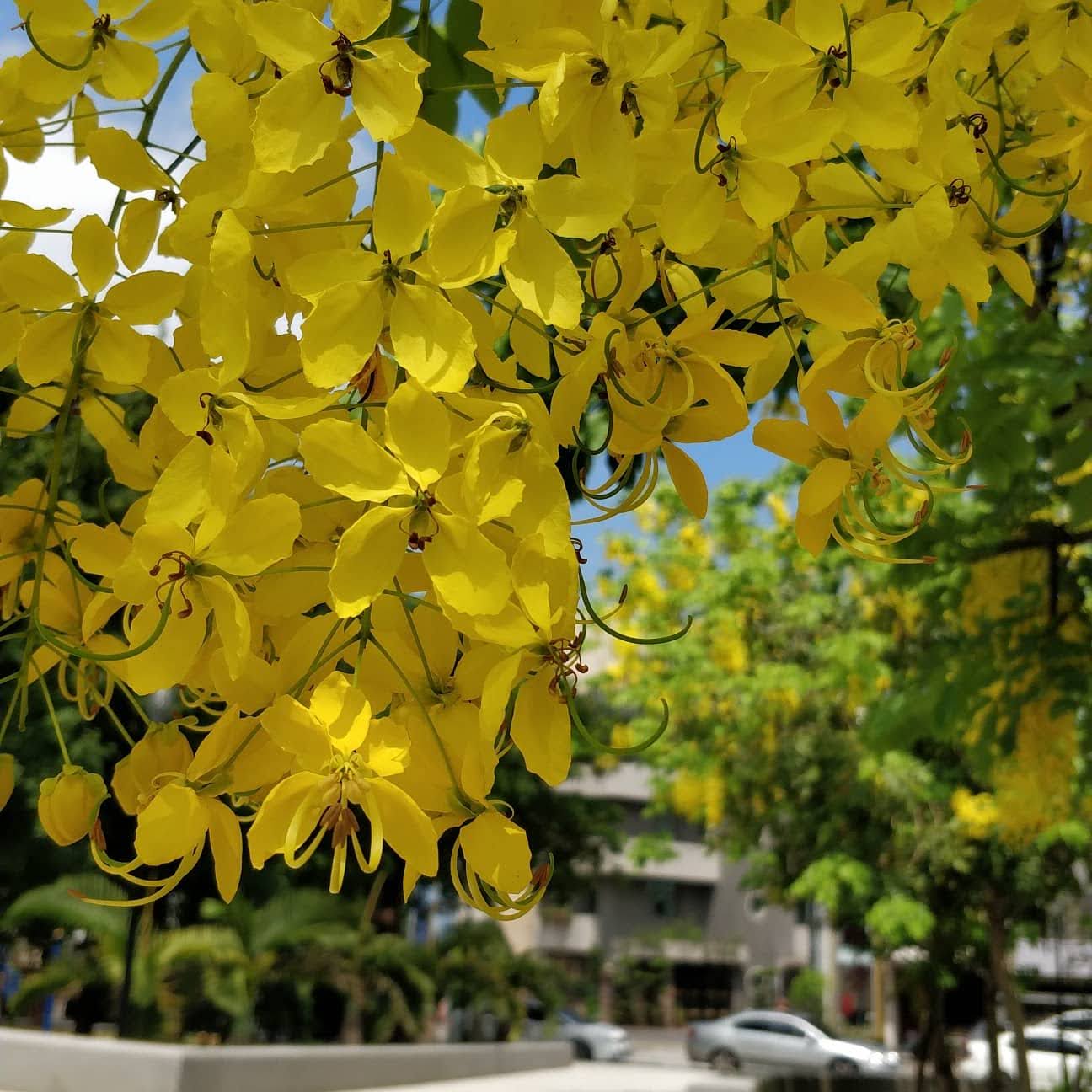 二十四節氣：夏至
